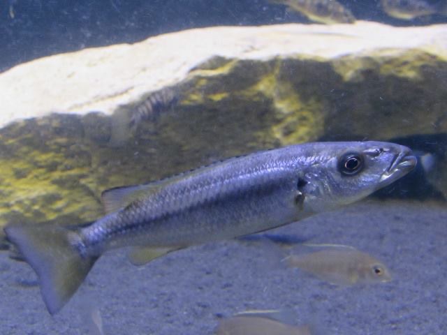 Rhamphochromis sp. 'chilingali' Lake Chilingali